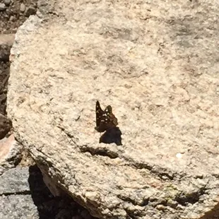 Butterflies!
