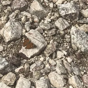 Wildlife!!