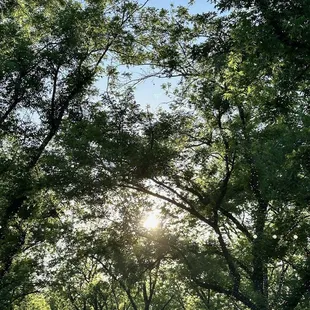 Just enough sunshine peaking through the trees