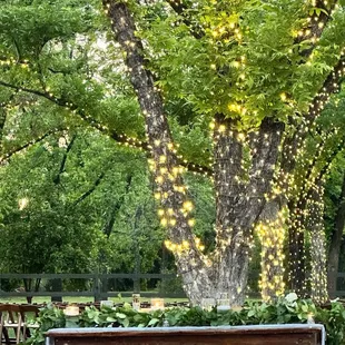 Lush green grass and trees with lights