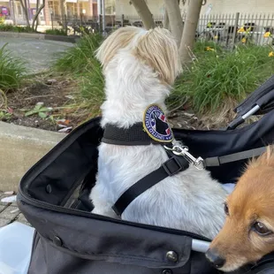 Service dog in enclosed stroller