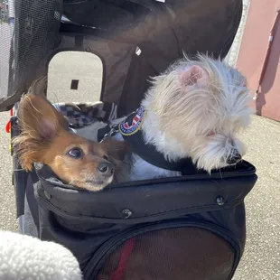 Fur babies....last week first thing waitress offered them both water