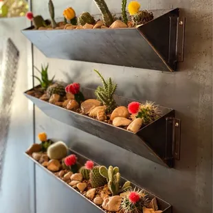 Cute cacti decor