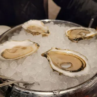 Oysters