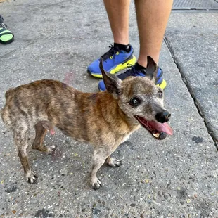 Brindle the sweetest old chihuahua who works part time here
