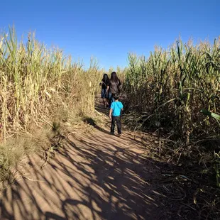 Corn maze