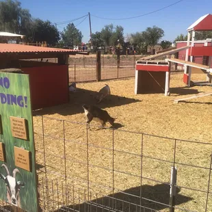 Mini zoo with feeding