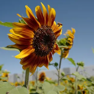 Sunflower days at Vertuccio Farms