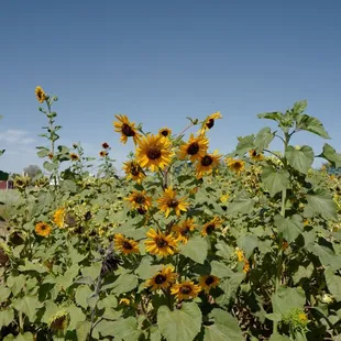 Sunflower days