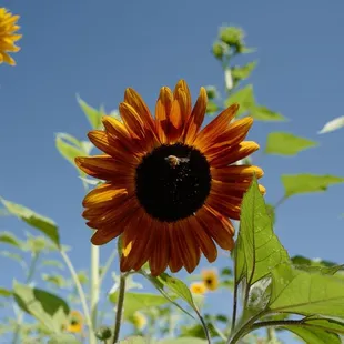 Sunflower days at Vertuccio Farms