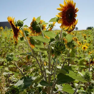 Sunflower days at Vertuccio Farms