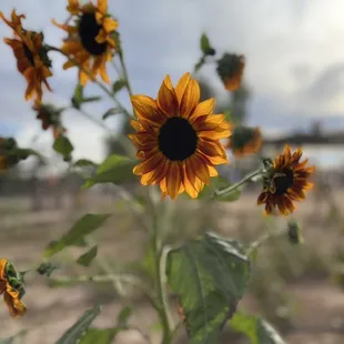 a field of sunflowers