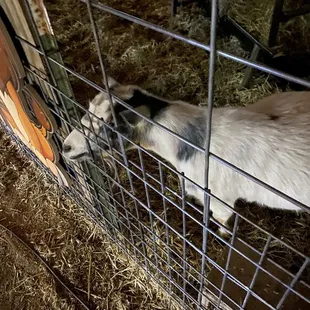 a goat in a pen
