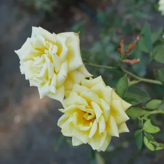 Sue O.