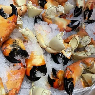Stone Crabs!