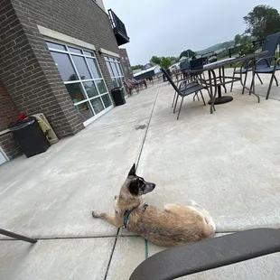Pup on the Vessel patio