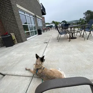 Pup on the vessel patio