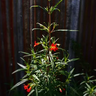 Rooftop garden folliage - purty