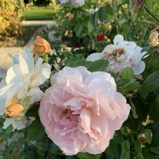 Rose garden