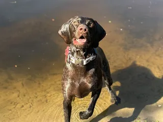 Atlantic Beach Dog Park