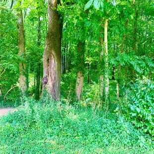 Lots of beautiful trails here