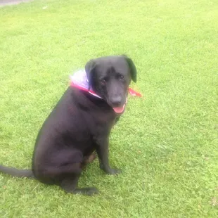 The infamous Trigger! I love my battle buddy &amp; Veterans Park!