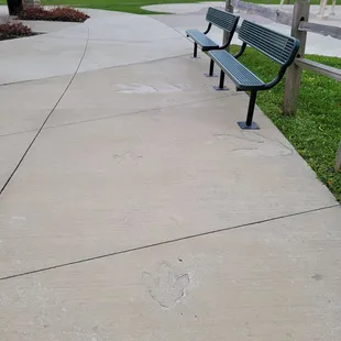 Dino tracks in the sidewalk