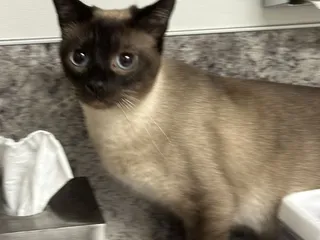 15th Street Veterinary Group