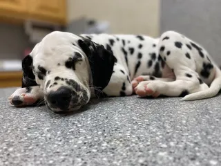 Catoosa Small Animal Hospital