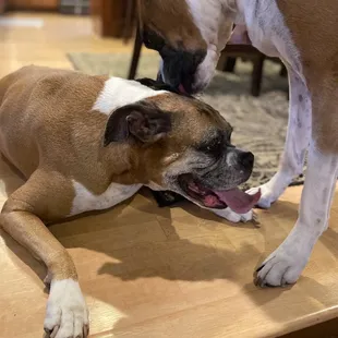 my 2 boxers missing eachother