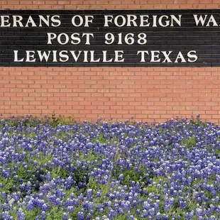 VFW Post 9168 surrounded by a bed of Blue Bonnets