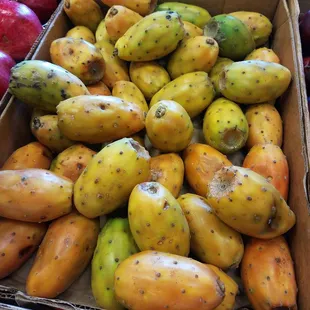Prickly Pear