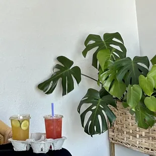 ows a woman sitting on a chair with a tray of drinks and a potted plant