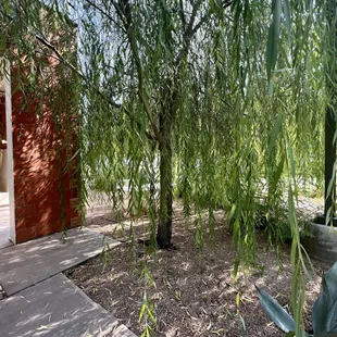 The lovely trees shading the building