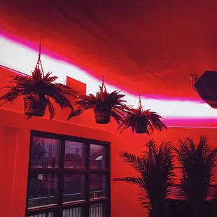 a red room with plants hanging from the ceiling