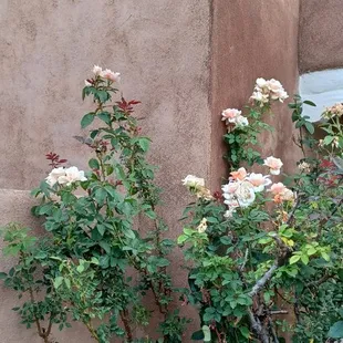 I moved to NM in 2018, love it here!!