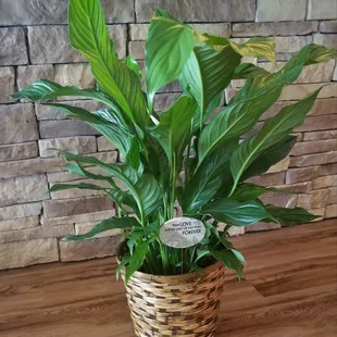 Peace lily