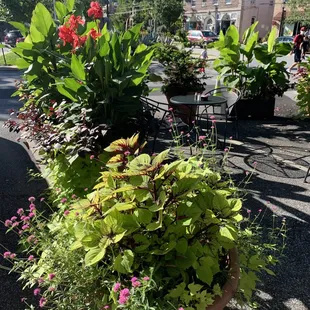 a variety of plants in a pot