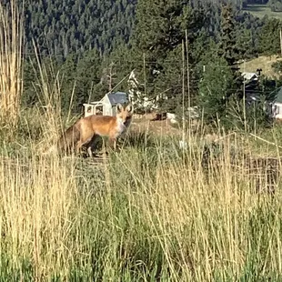 Friendly fox visitor