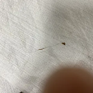 a bug on a piece of paper