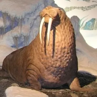 c g.