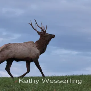 Kathy W.