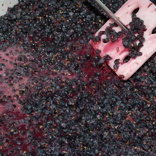 Punching down the grapes during harvest.