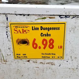 Live Dungeness Crab