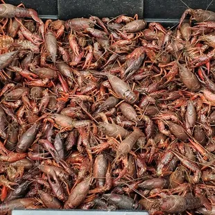 Live Crawfish