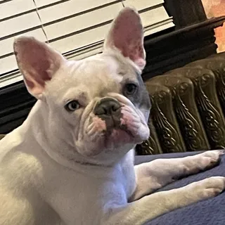 Beau M.