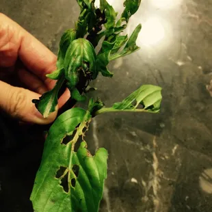 chewed basil leaves by insects.