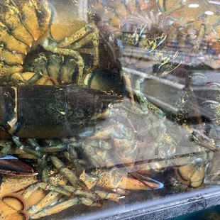 lobsters and crabs in a display case