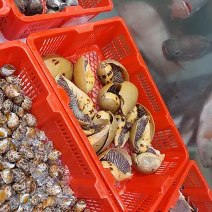 a variety of shellfishs