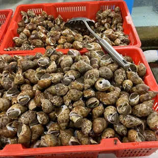 a tray of snails